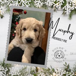 Goldendoodle and Golden Retriever Puppies from Duerr's Doodles & Retrievers