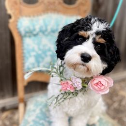 Madeline - Cavapoo