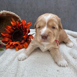 Max - Caramel male Australian Labradoodle puppy in Denton, Texas from Liberty Hill Labradoodles