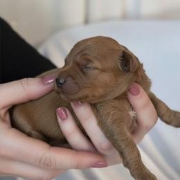 Louis - Red male Cavapoo puppy in Fairmont, West Virginia from Ruby Heirloom Companions
