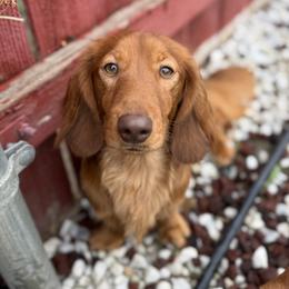 Archie - Dachshund