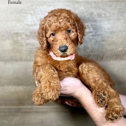 Ivey - Red  female Goldendoodle puppy in Abilene, Texas from Mesquite Kennels