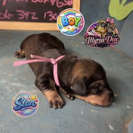 Stan - Wild boar male Dachshund puppy in Livingston, Kentucky from Illyria Dox & GSD
