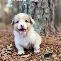 Spooky - Sable merle and white male American Corgi puppy in Cameron, North Carolina from Butts Family Corgis