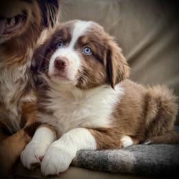 Ancho-Full tail and blue eyes likely - Red tri-color male Australian Shepherd puppy in Penrose, Colorado from Best Friend Aussies