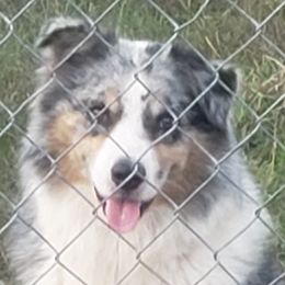 Pops - Australian Shepherd