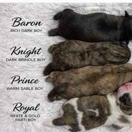 Baron - Black male Shih Tzu puppy in North Port, Florida from MarQue Shih Tzus