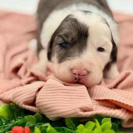 Molly - Blue merle female Sheepadoodle puppy in Willacoochee, Georgia from Kitandkboodle's Doodles