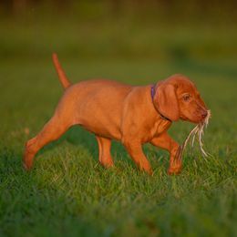 German Shorthaired Pointer and Vizsla Puppies from Nosam Kennels