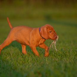 German Shorthaired Pointer and Vizsla Puppies from Nosam Kennels