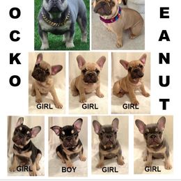 French Bulldog puppies from Breyer’s French Bulldogs