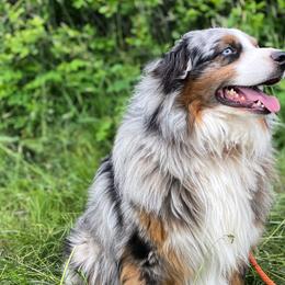 Australian Shepherds from Cricket Flat Kennel