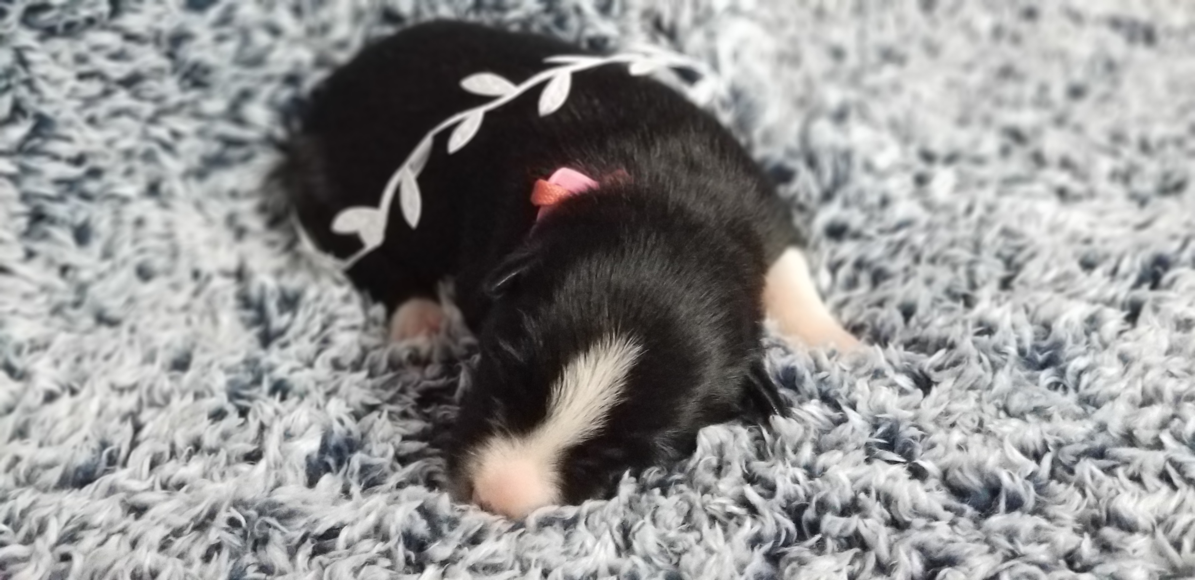 Border Collie Puppies from Borderline Kennels
