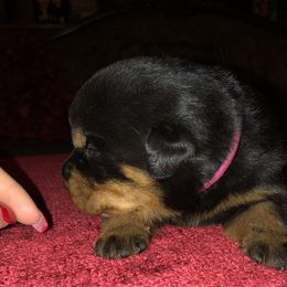 Rottweiler Puppies from RoyaLuxe K9