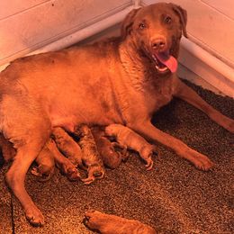 Chesapeake Bay Retriever puppies from Big Sioux Retrievers