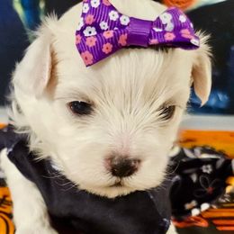 Blessed Melody purple 2 - White and buff female Bichon Frise puppy in Lavon, Texas from Sissy’s Heavenly Paws