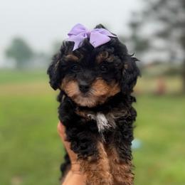Lainey - Phantom female Poodle puppy in Kalamazoo, Michigan from Creekside Ranch