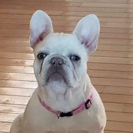 Willow - French Bulldog