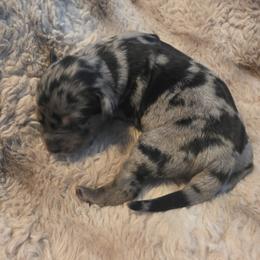 Girl 3 - Merle female Labradoodle puppy in Centerville, Utah from Reid Wasatch Doodles