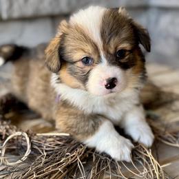 Coco-Purple collar female - Sable female Pembroke Welsh Corgi puppy in Benjamin, Utah from Nuna’s  Corgis