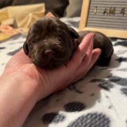 Lucy (in the sky with diamonds), light pink collar - Chocolate female Labrador Retriever puppy in Longmont, Colorado from Cornwell Labradors