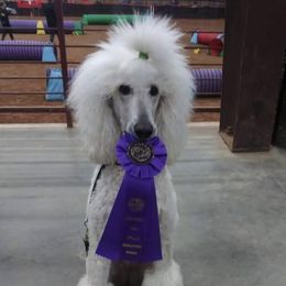 Ripley - Poodle