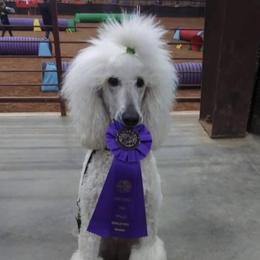 Ripley - Poodle