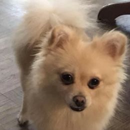 Pomeranians from Dressell Poms