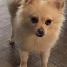 Pomeranians from Dressell Poms