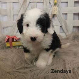 Zendaya - Black and white female Sheepadoodle puppy in Farley, Iowa from Iowa's Doodle Co.