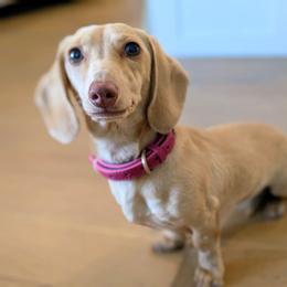 Mabel - Dachshund
