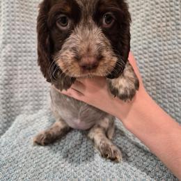 Burgundy - Tri-Roan female English Springer Spaniel puppy in South Williamsport, Pennsylvania from Hoppin Honey Homestead