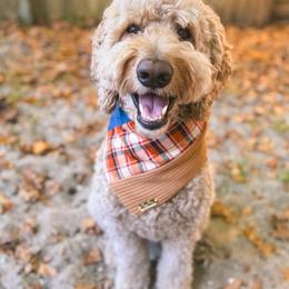 Sonny - Goldendoodle