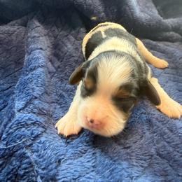 Tricolor Female 2 - Tri-color female Cavalier King Charles Spaniel puppy in Dime Box, Texas from Kuehlers Kavaliers