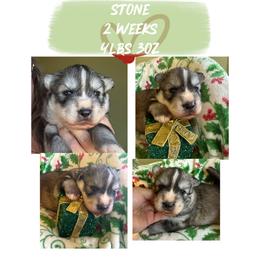 Stone - Gray and white male Siberian Husky puppy in Florence, Kentucky from Moonlight Howl Huskies