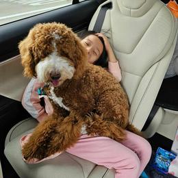 Maltese and Poodle All Grown Up from Maltese & poodle Lovers