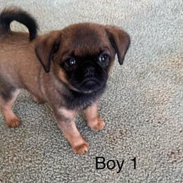 Boy 1 - Red male Brussels Griffon puppy in Arroyo Grande, California from Precious Paws Brussels Griffons