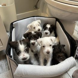 Miniature Schnauzer Puppies from Hume Family Mini Schnauzers