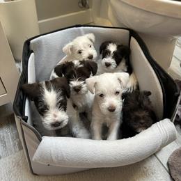 Miniature Schnauzer Puppies from Hume Family Mini Schnauzers