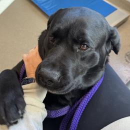 Brooke - Labrador Retriever