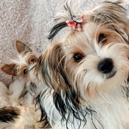 Willow - Black tan and white Biewer Terrier puppy in Branford, Connecticut from CT Fuzzy Bugs - Biewer Terriers