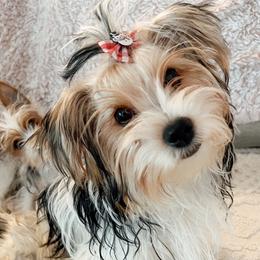 Willow - Black tan and white Biewer Terrier puppy in Branford, Connecticut from CT Fuzzy Bugs - Biewer Terriers