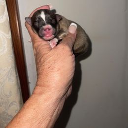 Star - Red sable male Pomeranian puppy in Avon Park, Florida from Mariska's Pomeranians