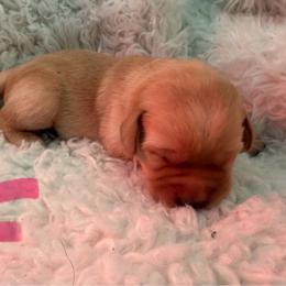 Girl 5 - Yellow female Labrador Retriever puppy in Reidsville, North Carolina from Wilson’s Pointers