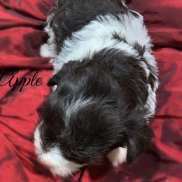 Apple - Parti female Miniature Schnauzer puppy in Kentucky from Mrs Bs Teeny Schnauzers & Doodles