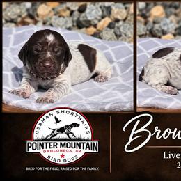 Grey - Liver roan male German Shorthaired Pointer puppy in Dahlonega, Georgia from Pointer Mountain Bird Dogs