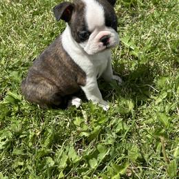 Boston Terrier Puppies from Blue Chick's Farm