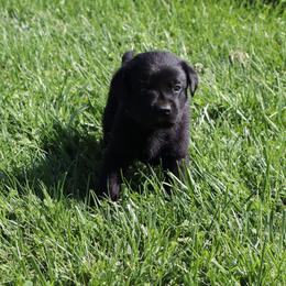 Oreo - Black male Labrador Retriever puppy in Camden, Indiana from Camden's Caring Canines