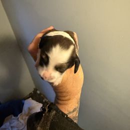 Girl 3 - Piebald female Dachshund puppy in Paisley, Florida from Pantheon Dachshunds