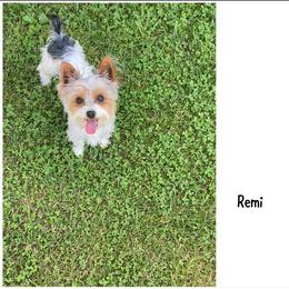 Remi - Yorkshire Terrier